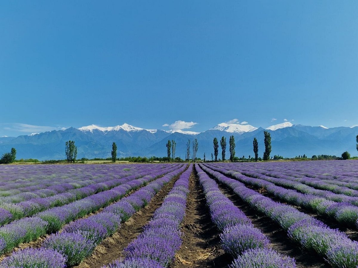 Essenso lavender field beauty in Spring