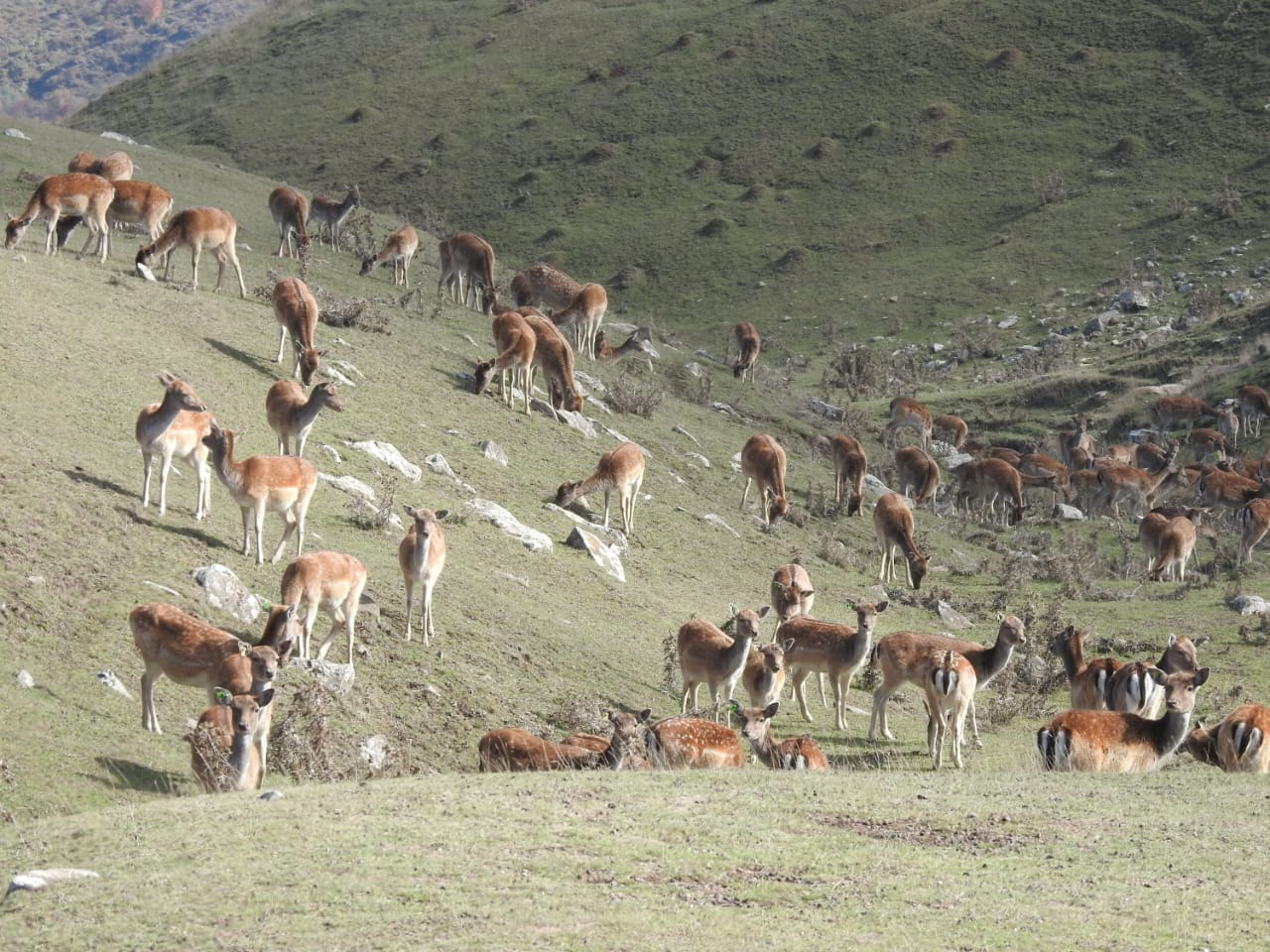 Safari Park Shamakhi