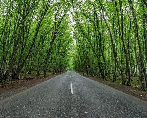 Gachrash forest. Cool place for picnic, some drinks or just photos